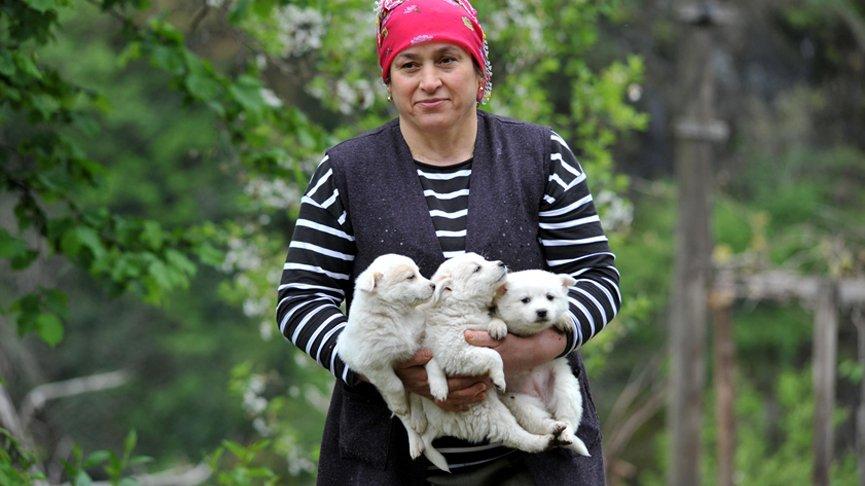 ‘Tonya finosu’ coğrafi işaret yolunda