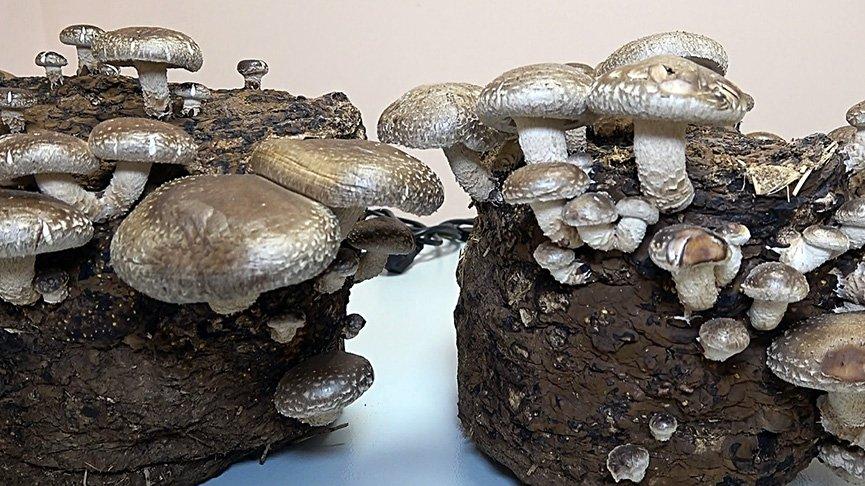 Üniversitede üretiliyor! Kilosu 4 bin lirayı buluyor