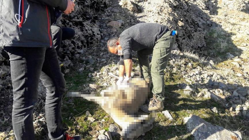 Koruma altındaki dağ keçilerinde veba hastalığı tespit edildi