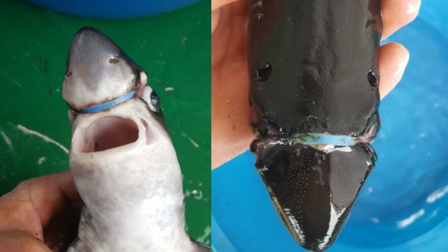 Yavru köpek balığının başına takılan plastik halkayı çıkardı
