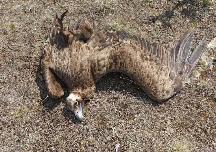 Nesli tehlike altındaki 7 kara akbaba ölü bulundu - Resim : 1