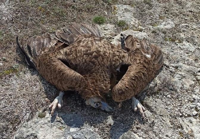 Nesli tehlike altındaki 7 kara akbaba ölü bulundu - Resim : 2