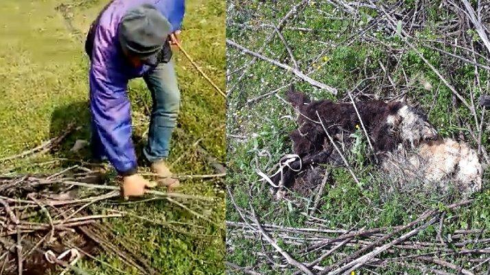 Kokuya giden çoban, vahşeti ortaya çıkardı