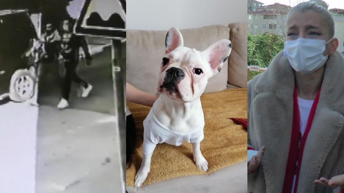 5 sokak köpeği ölü bulundu 1 gözaltı Sözcü Gazetesi