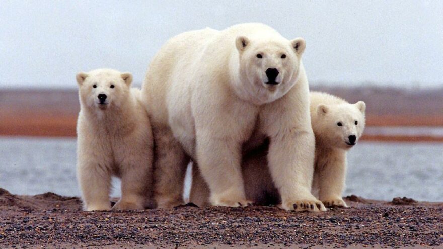 İklim krizi, ayıların türlerinde çeşitliliğe neden oluyor