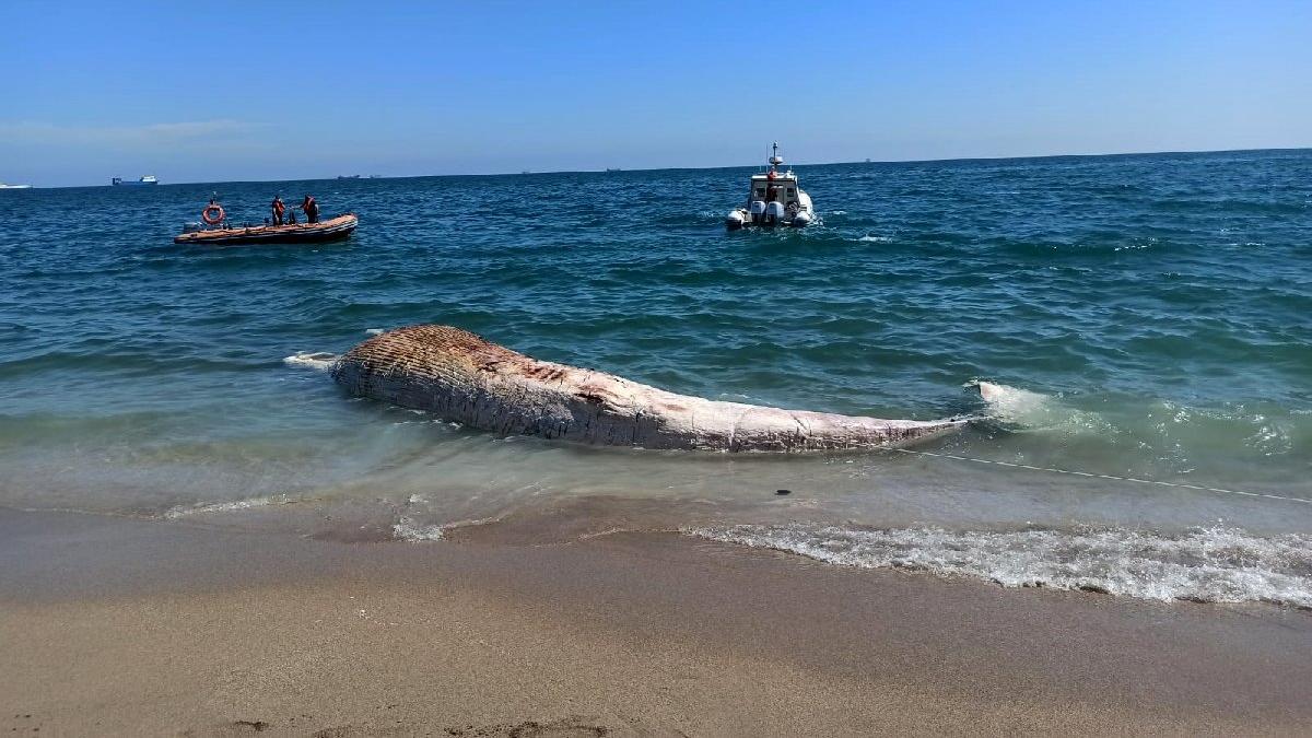 Mersin'de karaya vuran dev balinanın ölüm nedeni belli oldu - Güncel yaşam haberleri