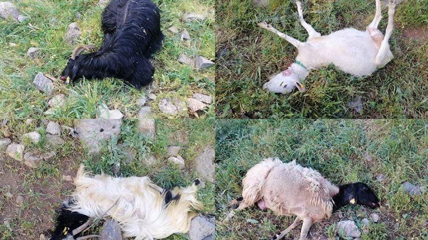 Kurtlar sürüye saldırdı: 21 hayvan öldü