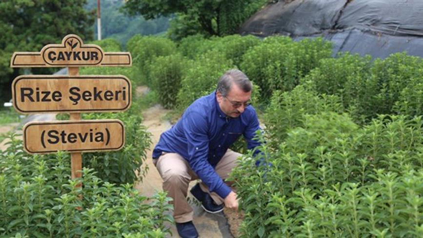 Fıkra gibi yatırıma kiracı aranıyor