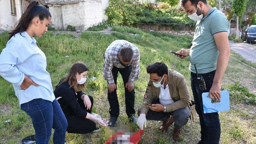 Sivas’ta aynı bölgede ikinci kez işkence yapılarak öldürülmüş kedi bulundu