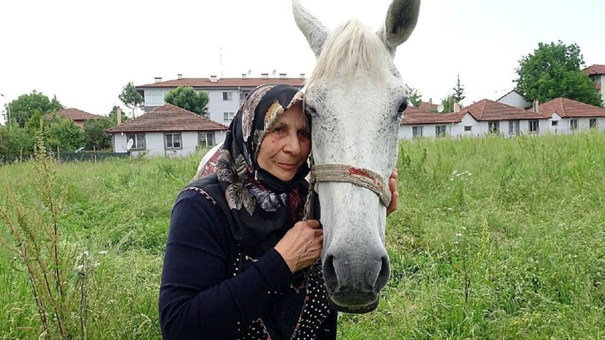 Yarış atı Mohi evladı gibi oldu