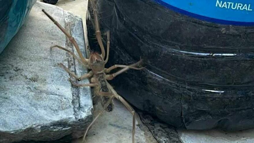 Et yiyen örümcek paniğe neden oldu