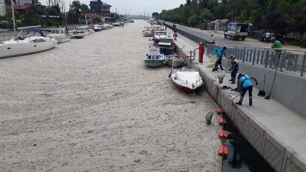 Kadıköy'ün sahillerini deniz salyası kapladı: Ekipler temizlik çalışması yaptı - Resim : 1