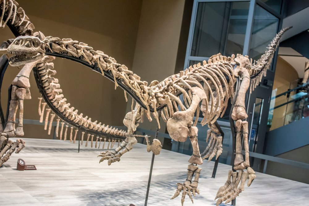 Çin’de yüzde 70’i bozulmamış dinozor iskeleti bulundu 2 Çin’de yüzde 70’i bozulmamış dinozor iskeleti bulundu