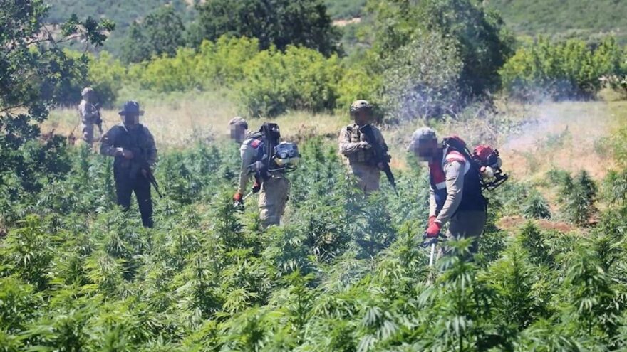 7 milyon 270 bin kök kenevir ele geçirildi