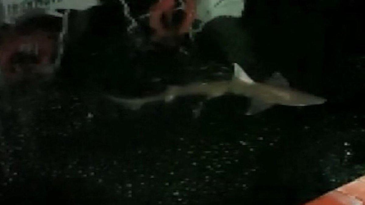Haliç'te balıkçının oltasına köpek balığı takıldı