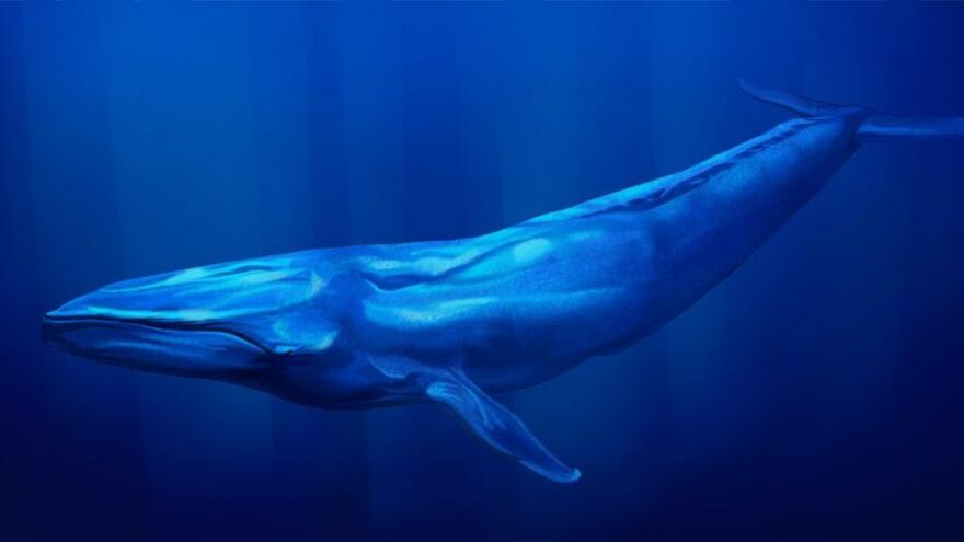 Bomba dedektörlerinin Hint Okyanusu’ndaki inanılmaz keşfi: Mavi balinalar