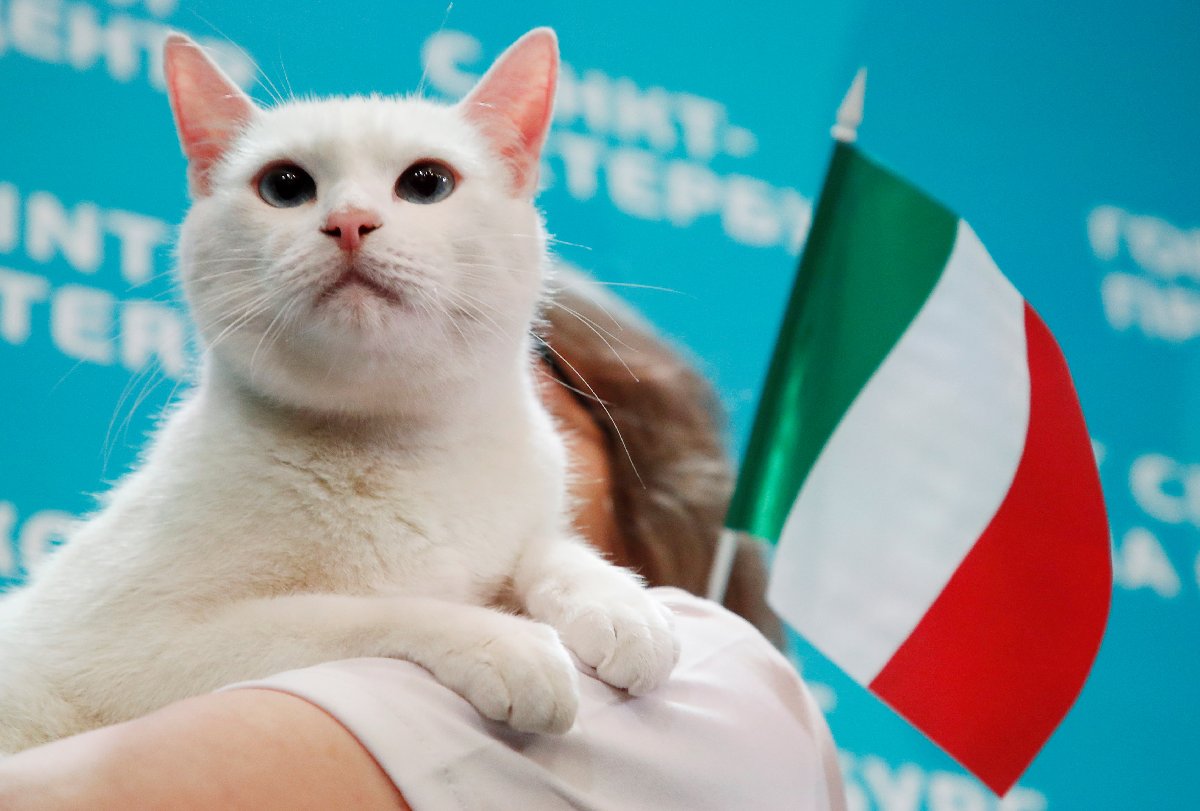 Kahin kedi Achilles, İtalya Türkiye maçı için tahminini yaptı Sözcü