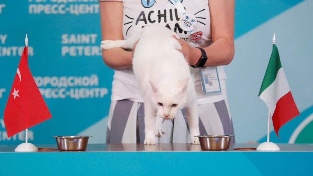 Kahin kedi Achilles, İtalya Türkiye maçı için tahminini yaptı Sözcü