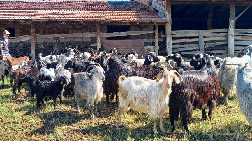 Yıldırım isabet eden ağacın altındaki 21 küçükbaş hayvan öldü