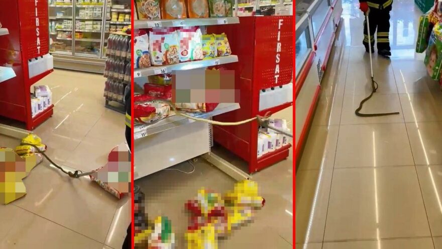 Market rafından yılan çıktı