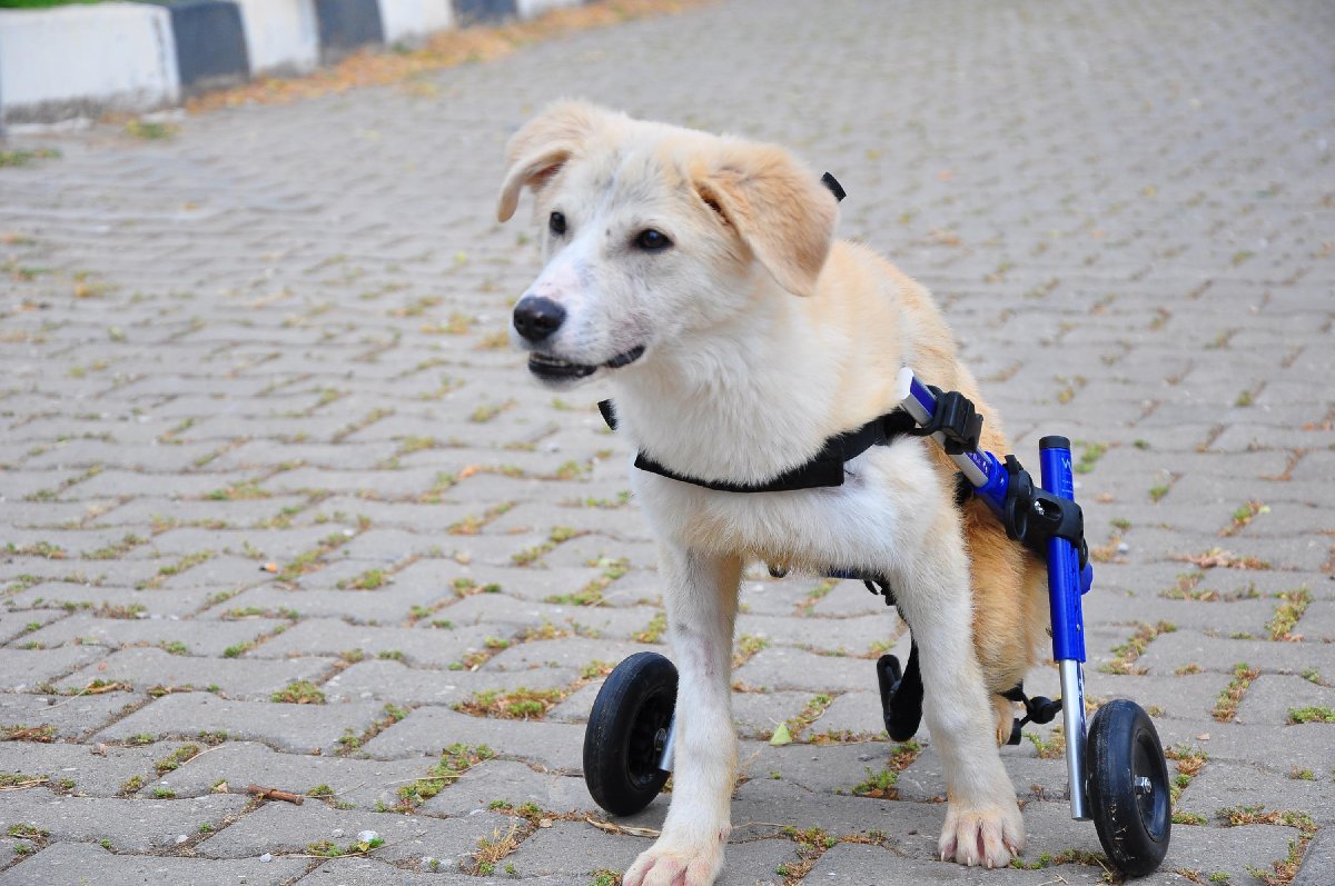 köpekler sahiplerini ne olarak görür