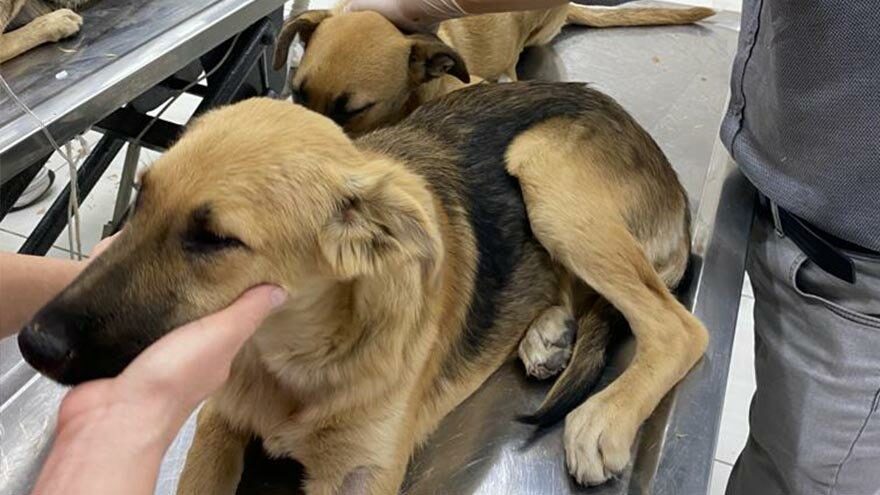 Avcılar’da köpekleri zehirlediler