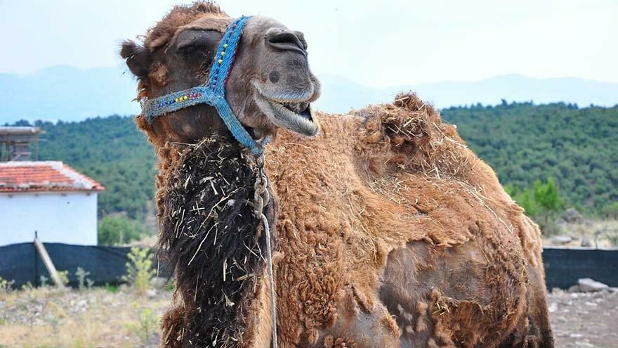 Şampiyon deve kurbanlık oldu
