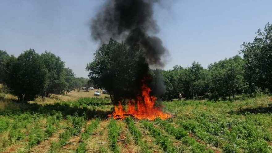 İçişleri: Diyarbakır’da 22 milyon kök kenevir ele geçirildi