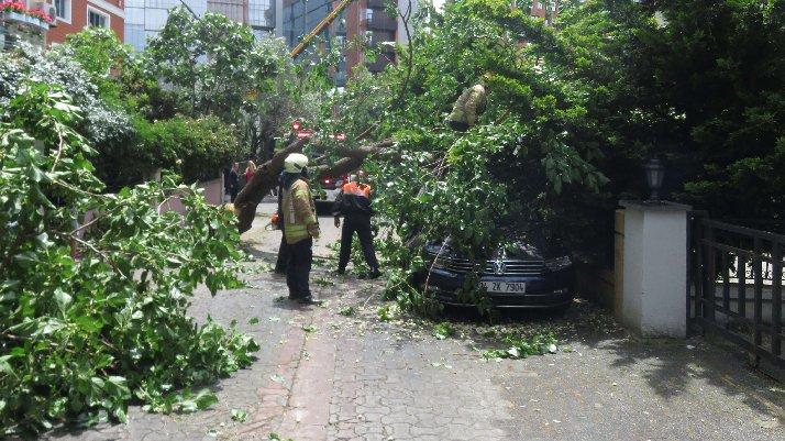 İstanbul’da dut ağacı, otomobilin üzerine devrildi