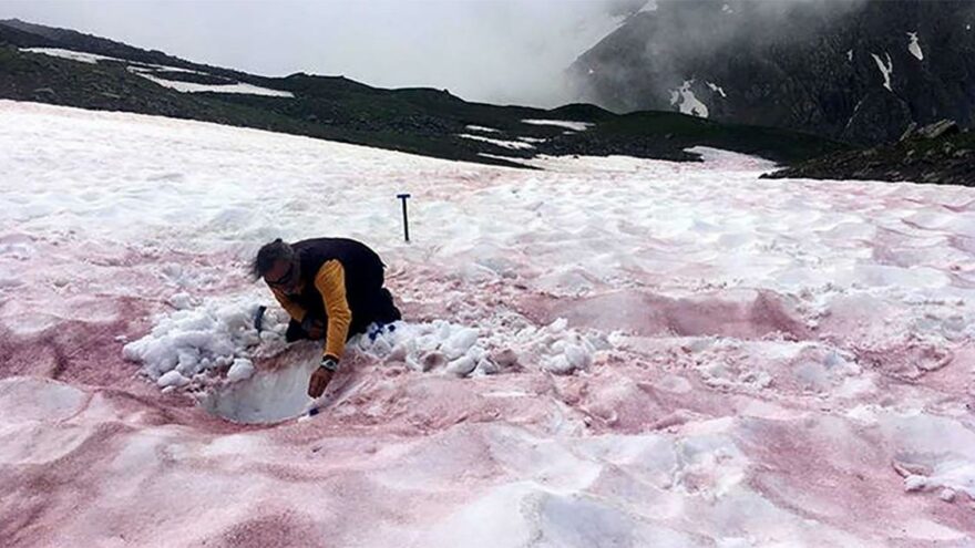 Kırmızı karın gizemi çözüldü: Mikroalgler! İklim değişikliğinin habercisi