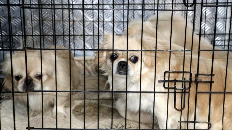 Köpek sevgisi boşanma ve milyonluk davaya neden oldu