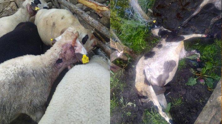 Kurban Bayramı’nda satacağı kuzularını kurt yedi