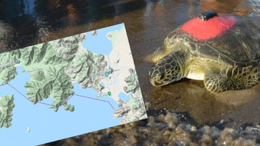 Yeşil deniz kaplumbağası Talay 3 günde 30 kilometre yol aldı