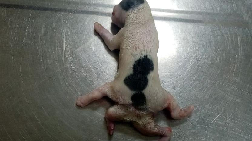 6 bacaklı doğan yavru köpek, hayata tutunamadı