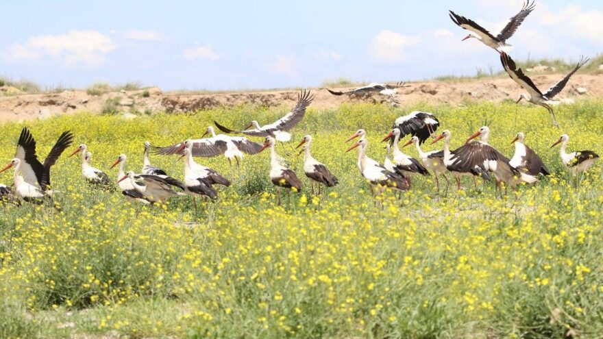 Leylekler doğayla bütünleşti