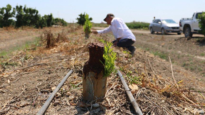 Narenciye bahçesindeki 108 ağacı baltayla kestiler