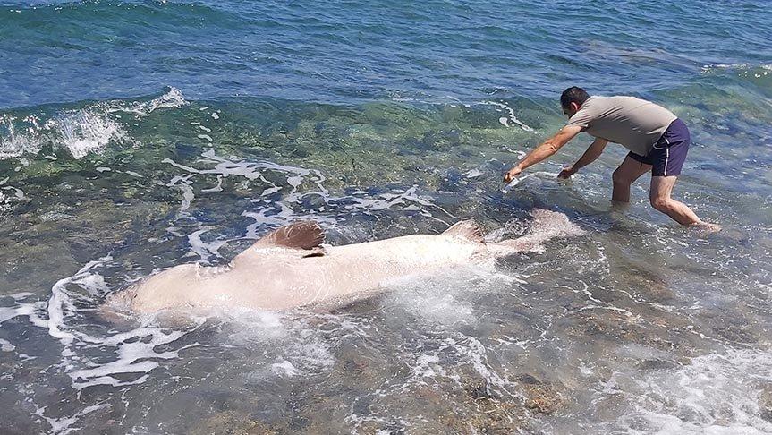 Datça’da kıyıya vurdu! Vatandaşlar gözlerine inanamadı