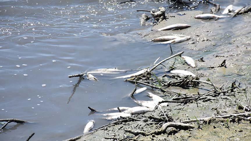 Karakaya Barajı’nda toplu balık ölümleri