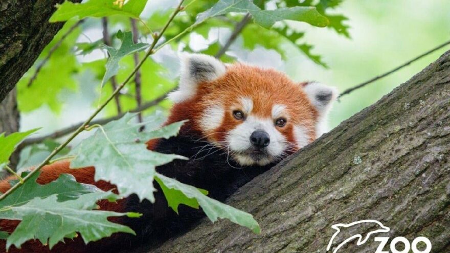 Almanya’da hayvanat bahçesi alarmda: Kızıl Panda firar etti