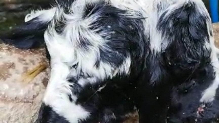 Görenler şaşkına döndü! Sadece 10 dakika yaşayabildi