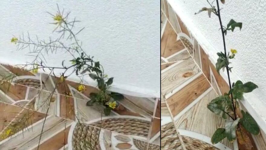 Dördüncü katta fayans arasından çıktı, görenler şaşkına döndü