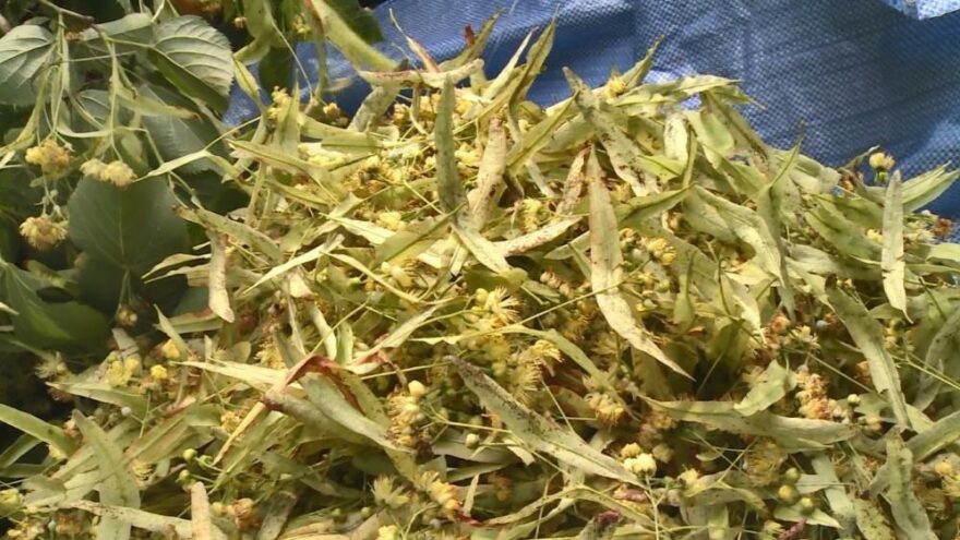 Hasat başladı! Kilosu 500 liraya kadar çıkıyor