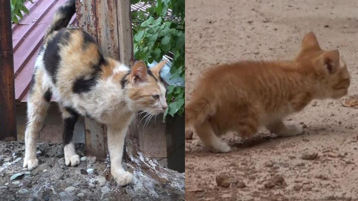 İstanbul’da ilginç anlar Kedi tırmanarak kafasına çıktı Son dakika