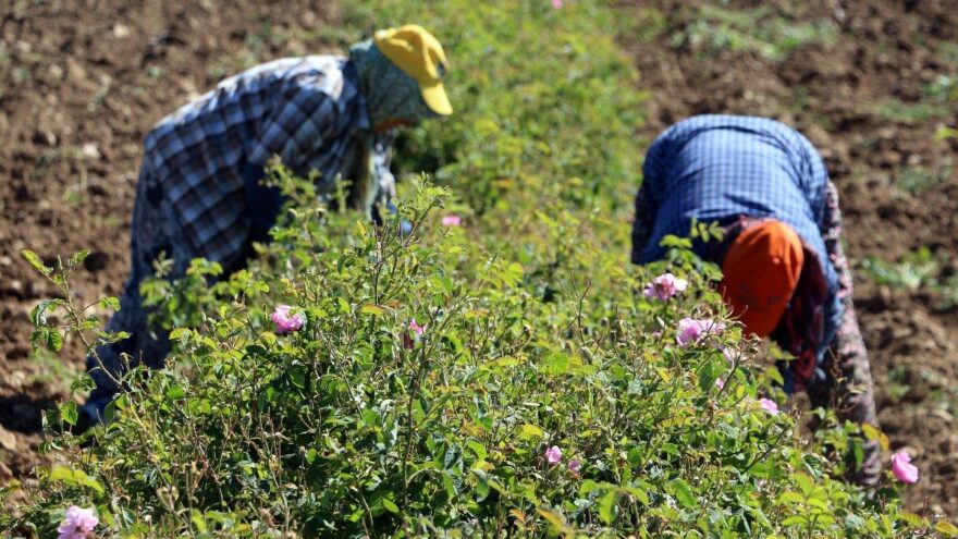 Kuraklık nedeniyle gül rekoltesi yarı yarıya düştü