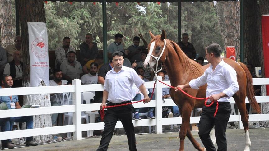 Arap atları açık artırmayla satıldı