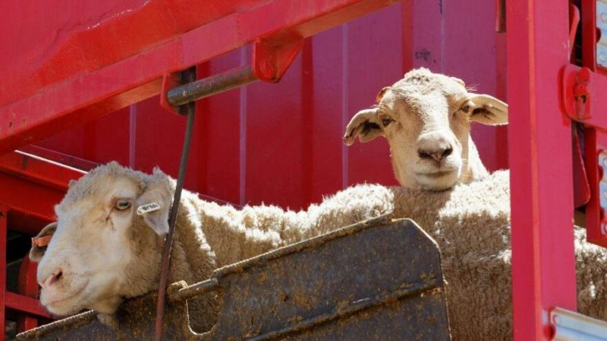 Yeni Zelanda’da koyunlara ötenazi yapıldı