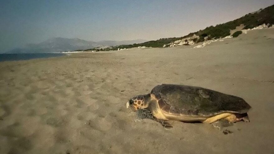 Patara’ya 250 deniz kaplumbağası yumurta bıraktı