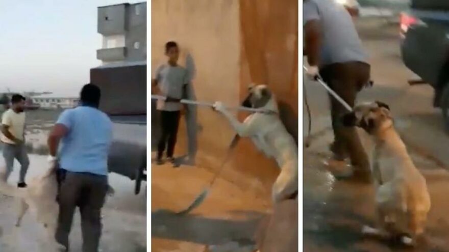 Vicdanları sızlatan görüntü sonrası İYİ Partili Sıdalı’dan yeni kanuna tepki