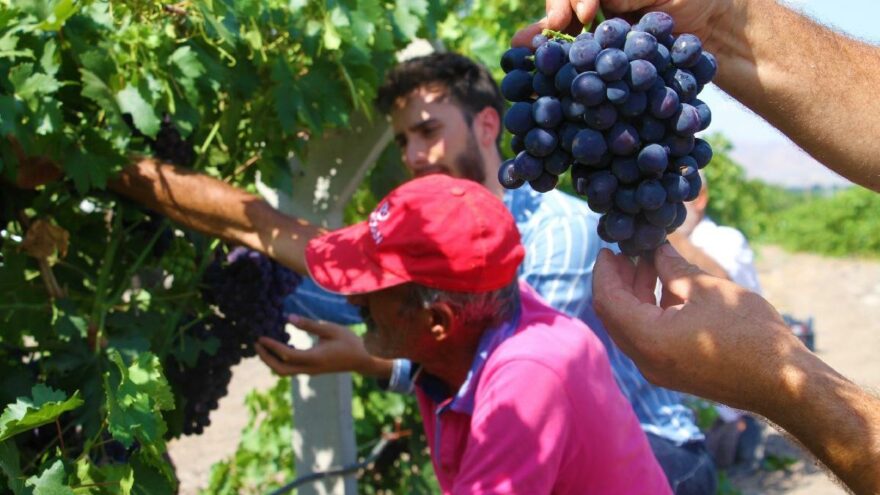 Erkenci üzüm hasadı yapıldı