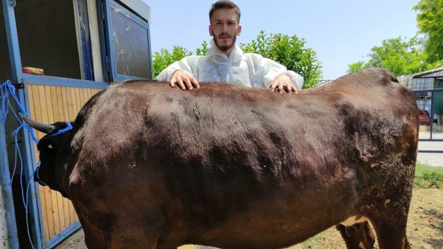 Masaj yaparak büyütüyor, kilosunu 10 bin TL’den satıyor